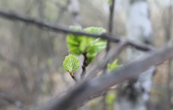 Ветки, природа, лист, зеленый, green, весна, маленький, nature