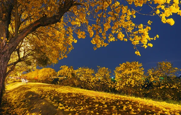 Картинка осень, листья, свет, деревья, ночь, парк, скамья