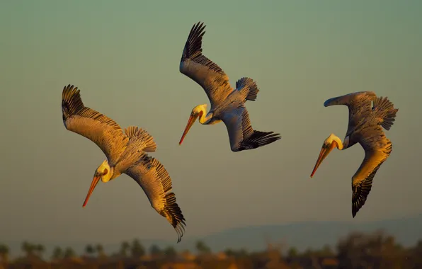 Flying, morning, sunrise, wildlife, fishing, trio, hunting, squad