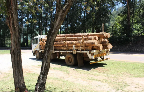 Wood, Truck, Trailer, Trees, Freight, Dineo Motau