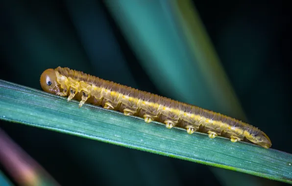 Макро, Гусеница, Насекомое, Macro, Insect, Caterpillar, Close-Up, Egor Kamelev
