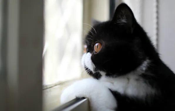 Взгляд, черно-белый, Кот, профиль, окрас, смотрит в окно