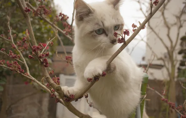 Кошка, кот, ветки, котёнок, на дереве