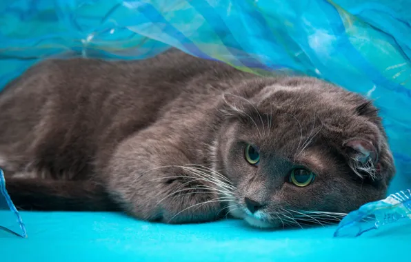 Кошка, глаза, кот, взгляд, серый, вислоухий, голубой фон, шотландский