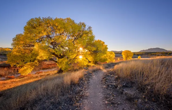 Дорога, деревья, камни, вечер, Аризона, США, Arizona, Prescott