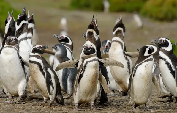 Картинка птицы, обитатели, Пингвины