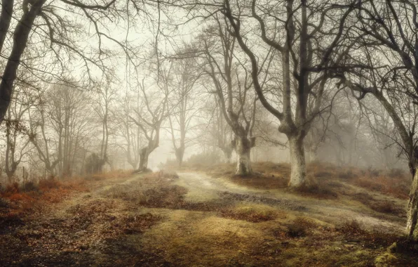 Картинка лес, туман, Spain, Basque Country
