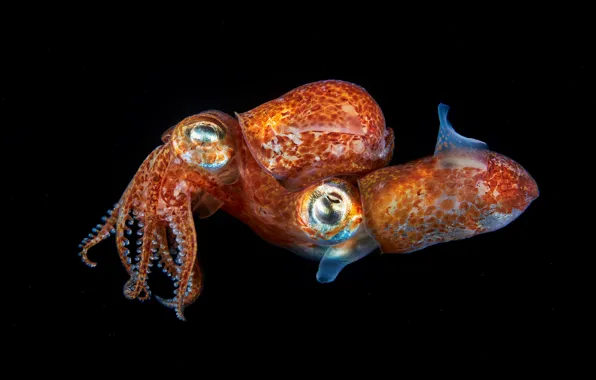 Море, вода, макро, черный фон, подводный мир, два, под водой, кальмары