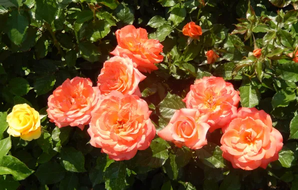 Картинка цветы, widescreen, обои, розы, wallpaper, кусты, широкоформатные, background