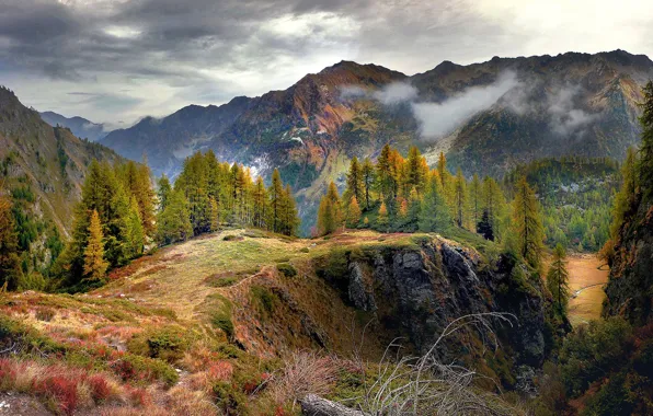 Картинка лес, деревья, горы