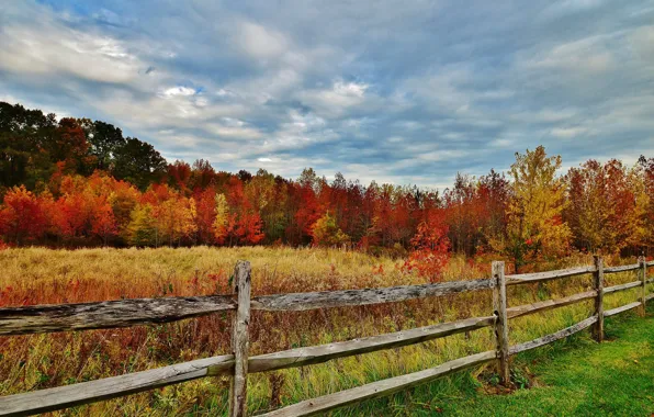 Картинка осень, лес, небо, трава, листья, деревья, забор, ограда
