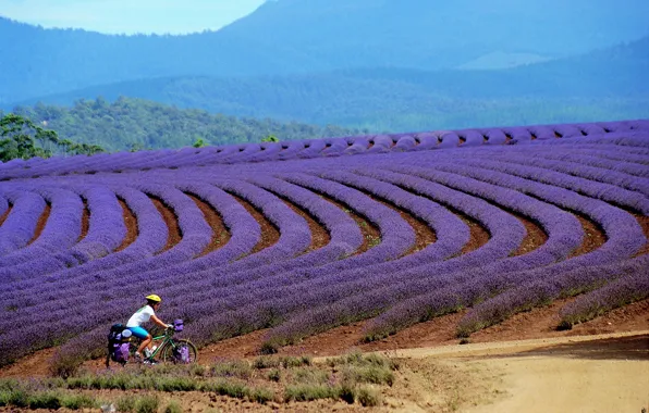 Girl, Tasmania, tourist, mountain bike, Bridestowe, lavender farm