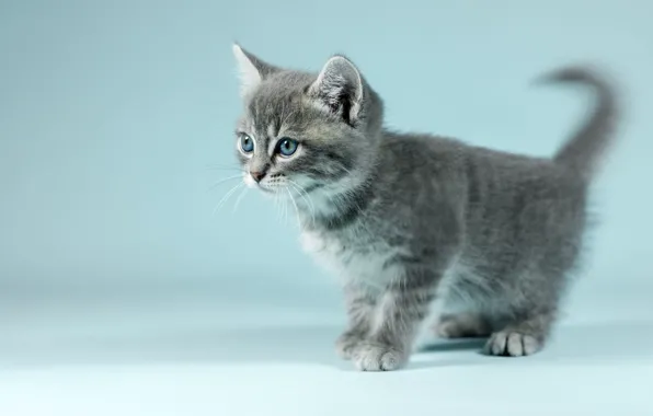 Кошка, взгляд, котенок, серый, фон, голубой, портрет, размытие