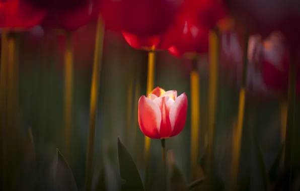 Картинка красный, природа, фокус, весна, тюльпаны