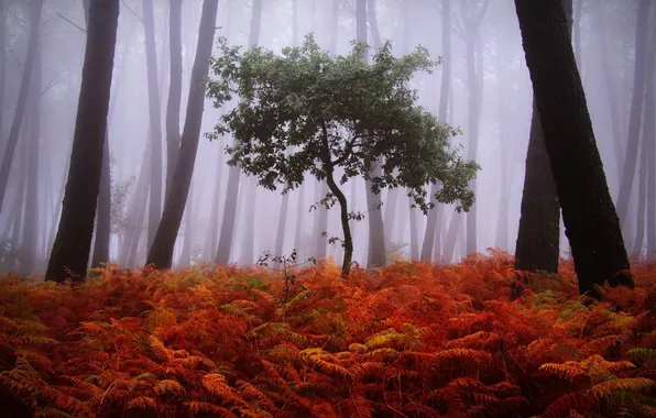 Осень, лес, туман