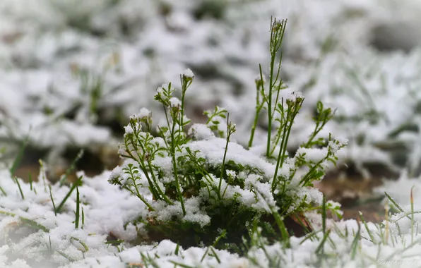 Картинка зима, зелень, снег, растение