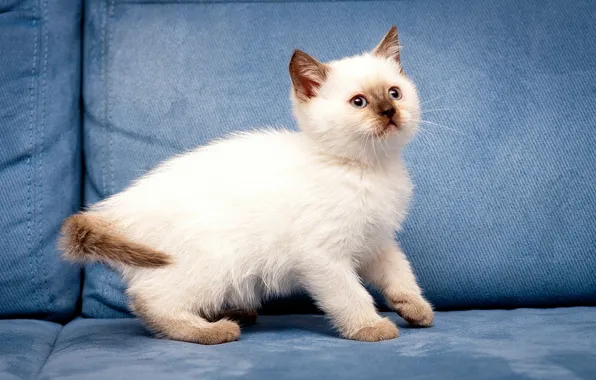 Кошка, взгляд, поза, котенок, диван, мордашка, голубой фон, хвостик
