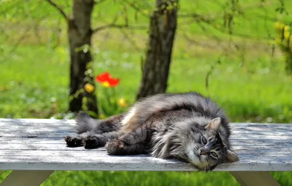 Зелень, кошка, трава, кот, взгляд, свет, деревья, скамейка