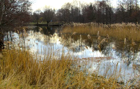 Park, lake, pond
