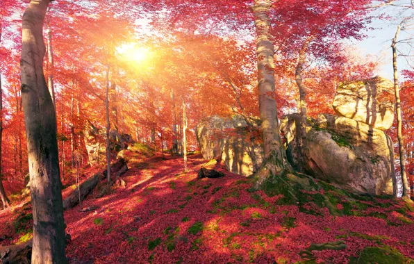 Картинка осень, лес, листья, солнце, деревья, горы, камни, мох