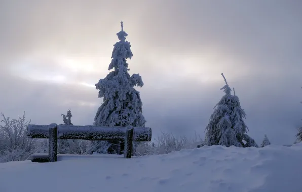 Картинка зима, снег, дерево, утро, скамья