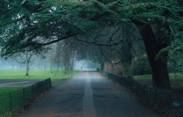 Картинка дорога, туман, парк, аллея