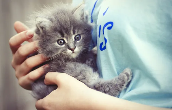 Кошка, взгляд, девушка, котенок, серый, руки, малыш, футболка