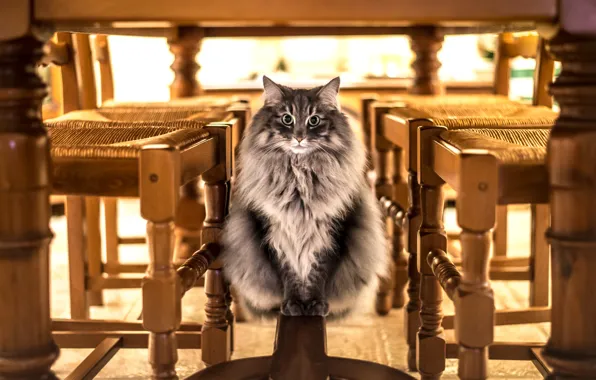 Картинка кошка, взгляд, фон