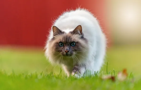 Кошка, кот, взгляд, поза, поляна, забор, мордочка, прогулка