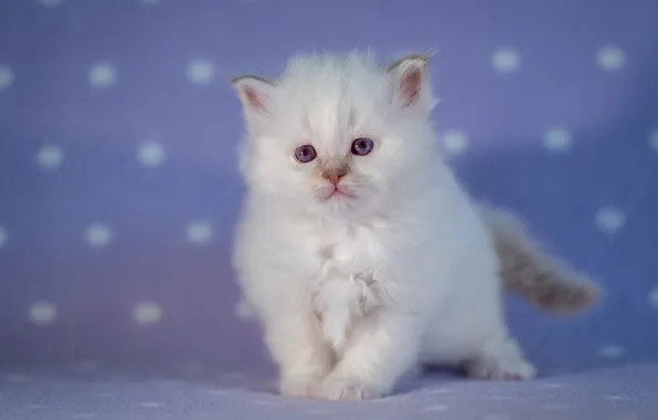 Кошка, белый, взгляд, поза, котенок, малыш, мордашка, пушистик