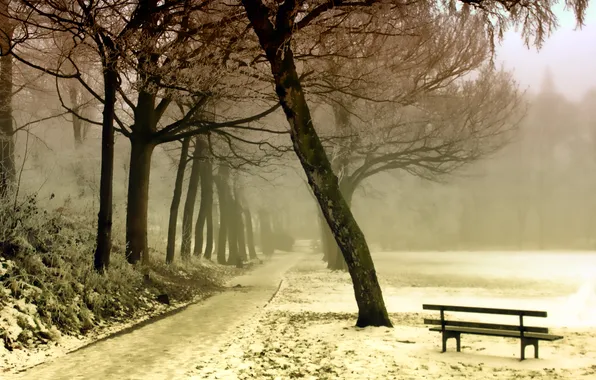 Картинка landscape, White, fog, timber, plant, cold, Forest, sleet