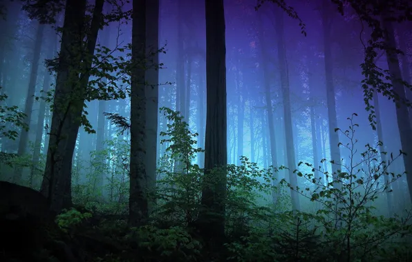 Картинка лес, свет, деревья, ночь, ветки, туман, вечер, кусты