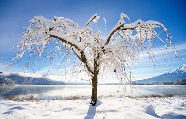 Картинка зима, снег, деревья, пейзаж, зимний, landscape, nature, beautiful