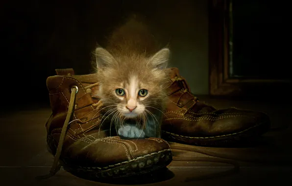 Картинка кошка, фон, ботинки