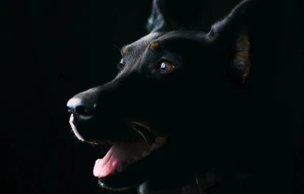 Pet, doberman, guard dog