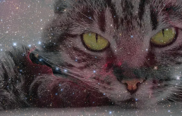Картинка кошка, взгляд, космоc