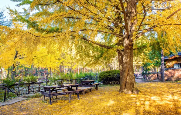 Картинка осень, листья, деревья, парк, yellow, park, autumn, leaves