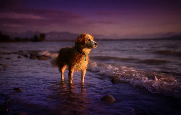 Море, лето, взгляд, закат, природа, друг, собака