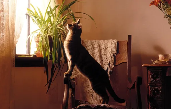 Кошка, кот, комната