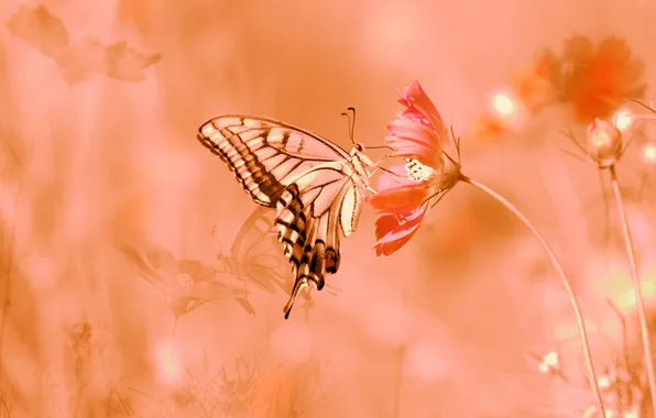 Картинка лето, цветы, природа, бабочка