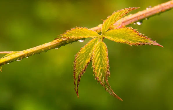 Leaf, plant, twig