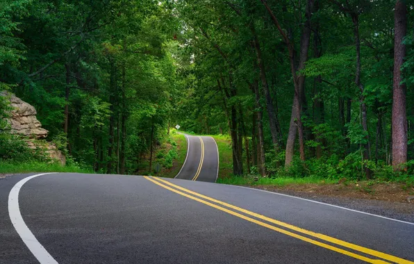 Картинка дорога, лес, деревья, пейзаж, природа, растения, forest, road