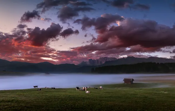 Поле, туман, коровы