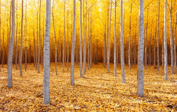 Осень, деревья, природа, США, Октябрь, восточный Орегон