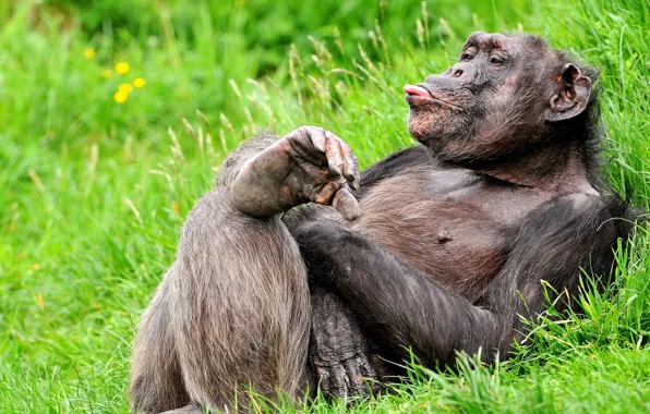 Картинка язык, трава, поза, отдых, обезьяна, смешной, шимпанзе, примат
