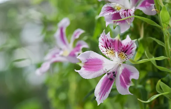 Цветок, фон, Альстромерия, Alstroemeria