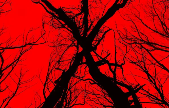 Cinema, red, devil, tree, movie, evil, film, witch