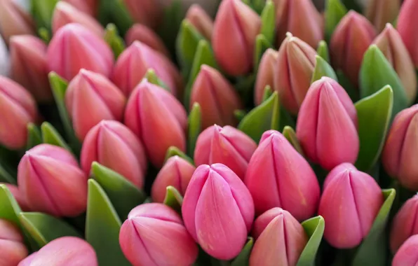 Картинка flowers, tulips, bouquet of flowers