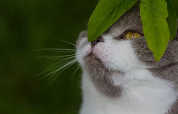Картинка кошка, листья, фон, мордочка, котейка