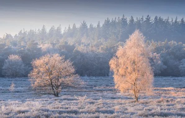 Картинка лес, деревья, Нидерланды, изморозь